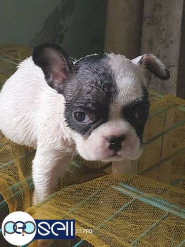 Show quality French bulldog female pup 2 