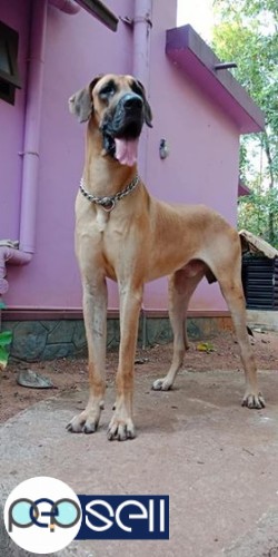Great Dane puppies for sale at Alappuzha 1 