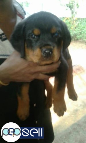 Rottweiler female puppy for sale in Palakkad 0 