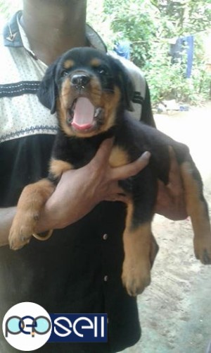 Rottweiler female puppy for sale in Palakkad 1 