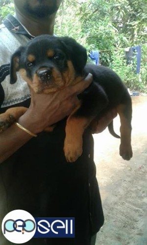 Rottweiler female puppy for sale in Palakkad 2 