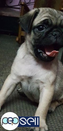 Pug female healthy n very active for sale 0 