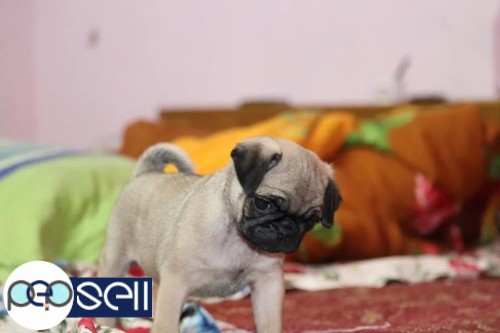 Pug female healthy n very active for sale 1 