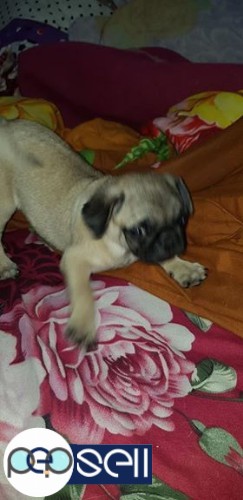Pug female healthy n very active for sale 4 