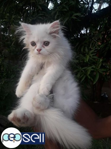 2 Persian kittens with cage for sale 0 