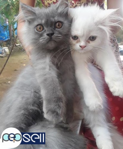 2 Persian kittens with cage for sale 2 
