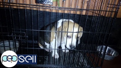 Adult Beagle, golden retriever, German Shepherd,Lab for sale 1 