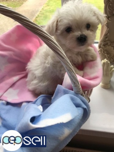 Top Class Maltese Puppies Available 0 