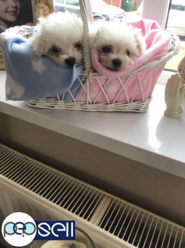 Top Class Maltese Puppies Available 2 