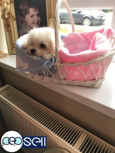 Top Class Maltese Puppies Available 3 