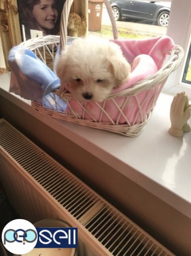 Top Class Maltese Puppies Available 4 