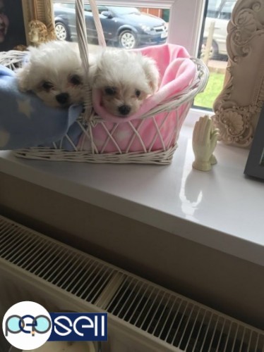 Top Class Maltese Puppies Available 5 