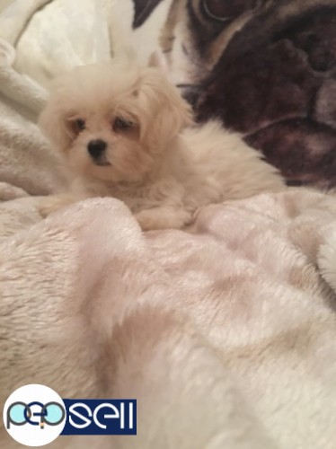 Pure White Maltese Ready for New Home 0 
