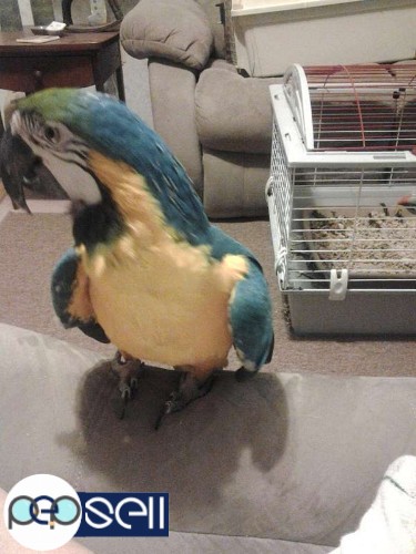 Lovely male and female Scarlet Macaw with Cage for Sale 0 