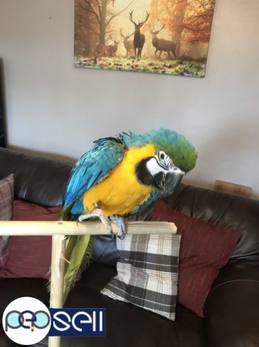 Talking Blue And Gold Macaws Parrots for Sale 0 