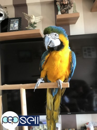 Talking Blue And Gold Macaws Parrots for Sale 1 