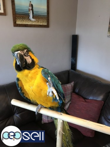 Talking Blue And Gold Macaws Parrots for Sale 2 