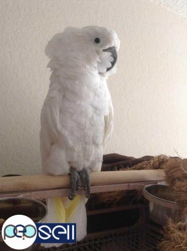  Weaned Healthy Parrots very Tame and Fertile Parrot Eggs For Sale whatsapp : +12486625079 0 