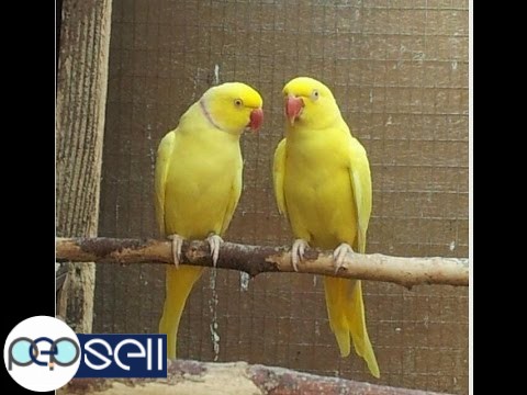  Weaned Healthy Parrots very Tame and Fertile Parrot Eggs For Sale whatsapp : +12486625079 1 
