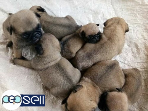 Pug puppies for sale 1 
