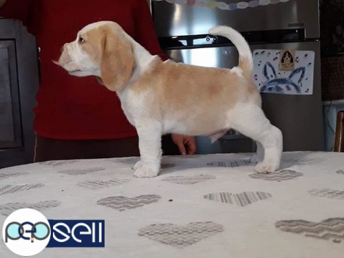 KCI Certified Both Sire & Dam Indian Champion Show Quality Beagle Puppies Available For Sale 1 