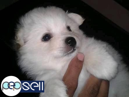 Pure quality miniature pom puppies for sale.  1 