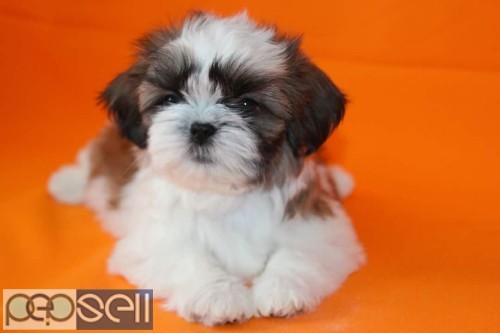 Top quality long coated shih tzu puppies available  0 