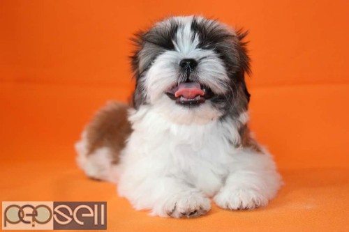 Top quality long coated shih tzu puppies available  1 