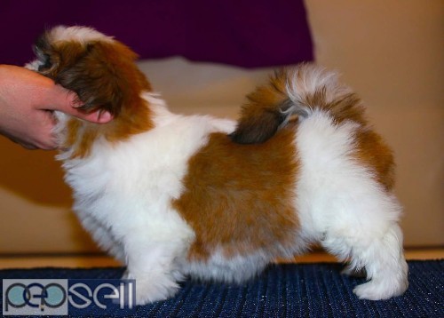 Top quality long coated shih tzu puppies available  2 