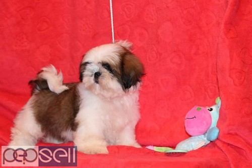 Show breed shih tzu puppies available in Bangalore both male and female  0 
