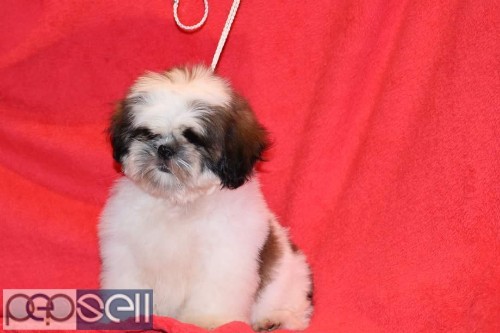 Show breed shih tzu puppies available in Bangalore both male and female  1 