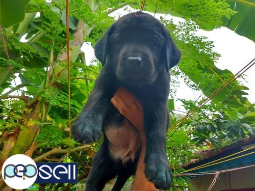 Kci Lab Puppies for sale at Ernakulam 1 