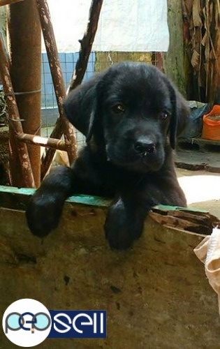 Kci Lab Puppies for sale at Ernakulam 2 