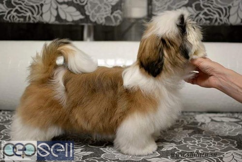 Show quality shih tzu puppies available in Bangalore both male and female  1 