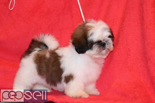 Show quality shih tzu puppies available in Bangalore both male and female  2 