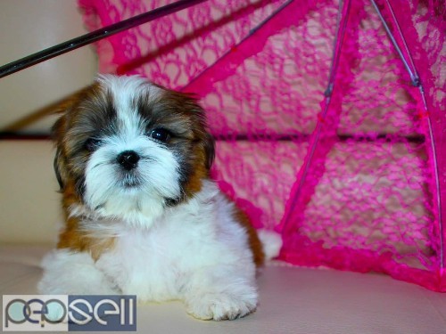 Show quality shih tzu puppies available in Bangalore both male and female  3 