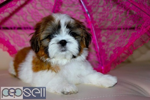 Show quality shih tzu puppies available in Bangalore both male and female  4 