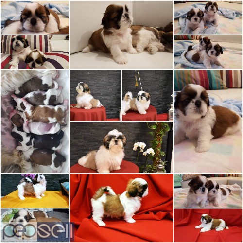 Top quality all breeded puppies available in Bangalore both male and female  1 