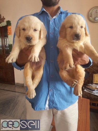 Show breed golden retriever furry quality puppies available  1 