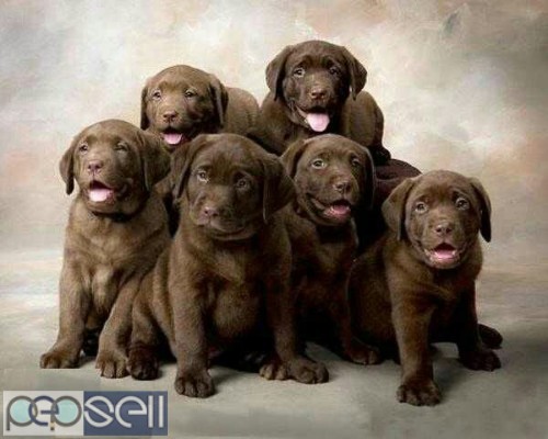 Amazing quality apple face Labrador puppies available in Bangalore both male and female  0 