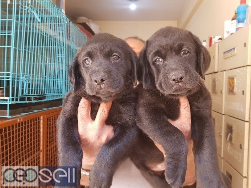 Amazing quality apple face Labrador puppies available in Bangalore both male and female  1 