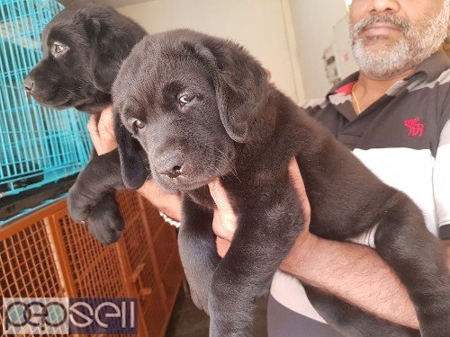 Amazing quality apple face Labrador puppies available in Bangalore both male and female  2 