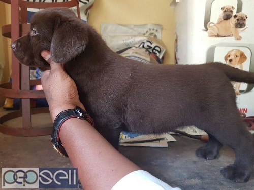 Amazing quality apple face Labrador puppies available in Bangalore both male and female  3 