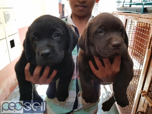 Amazing quality apple face Labrador puppies available in Bangalore both male and female  4 