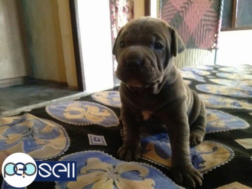 American bully female age 1 month for sale 0 