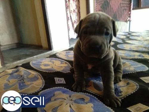 American bully female age 1 month for sale 2 