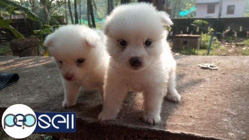 Good quality miniature Pomeranian for sale | Kottayam classifieds