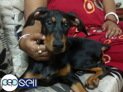 Doberman puppies available at Howrah 1 