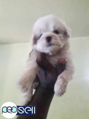 Lash aApso female puppies for sale 0 