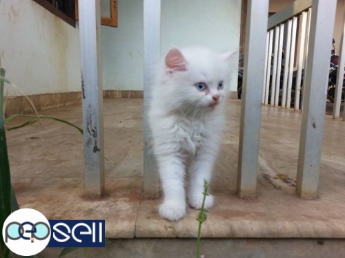 Full white with blue eyes kitten for sale  1 